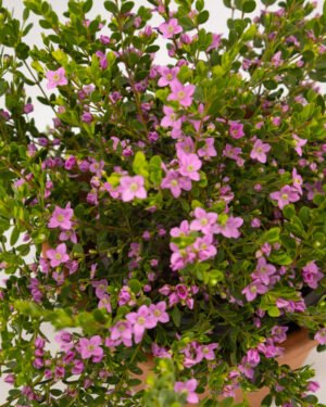 Boronia elatior - immagine 2