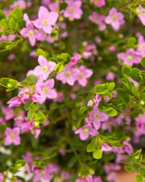 Boronia elatior