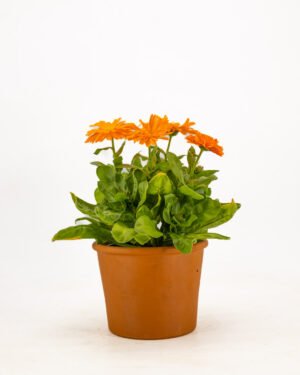 Calendula - immagine 5