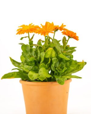 Calendula - immagine 4