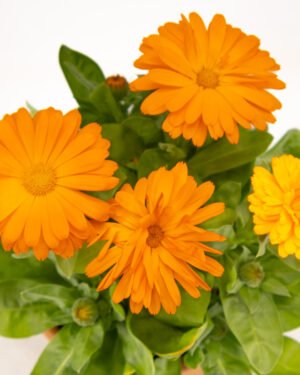 Calendula - immagine 3