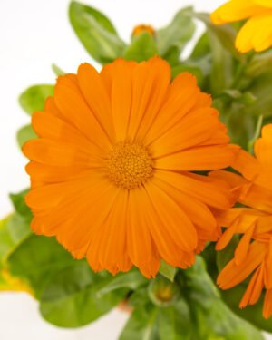 Calendula