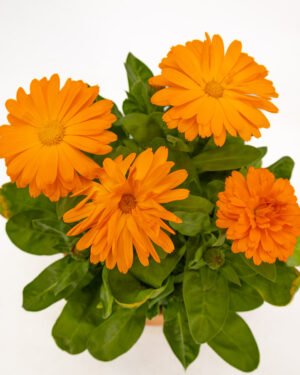 Calendula - immagine 2