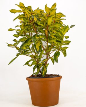 Rododendro 'Blattgold' - immagine 4