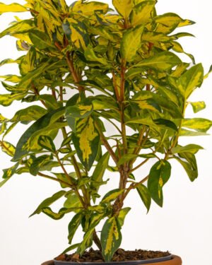 Rododendro 'Blattgold' - immagine 3