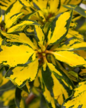 Rododendro 'Blattgold'