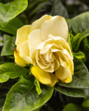 Gardenia jasminoides