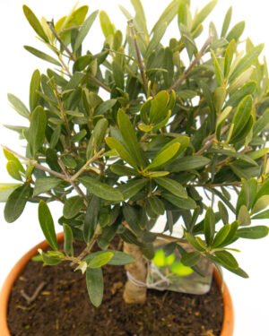 Olea europaea 'Alberello' - immagine 7
