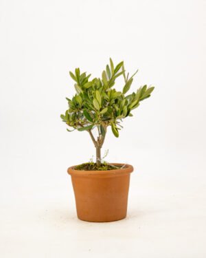 Olea europaea 'Alberello' - immagine 6