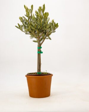 Olea europaea 'Alberello' - immagine 5