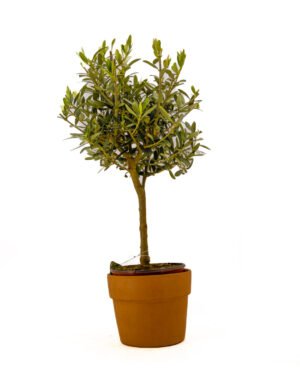 Olea europaea 'Alberello' - immagine 4