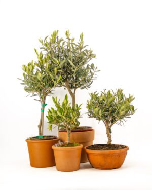 Olea europaea 'Alberello' - immagine 2