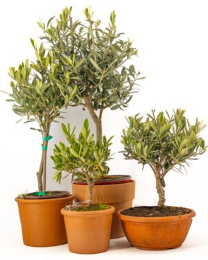 Olea europaea 'Alberello' - immagine 3