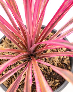 Cordyline 'Passion'