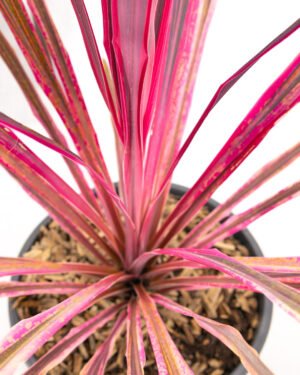 Cordyline 'Passion' - immagine 2