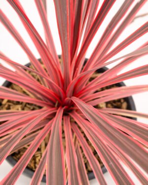 Cordyline 'Charlie Boy' - immagine 2