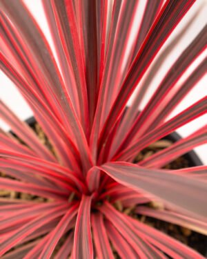 Cordyline 'Charlie Boy'