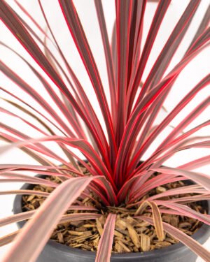 Cordyline 'Charlie Boy' - immagine 3