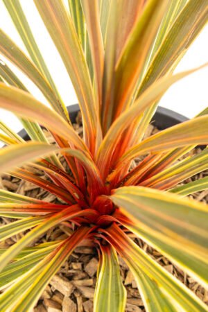 Cordyline 'Magic Star' - immagine 3