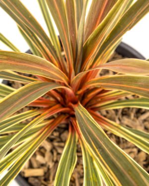 Cordyline 'Magic Star'