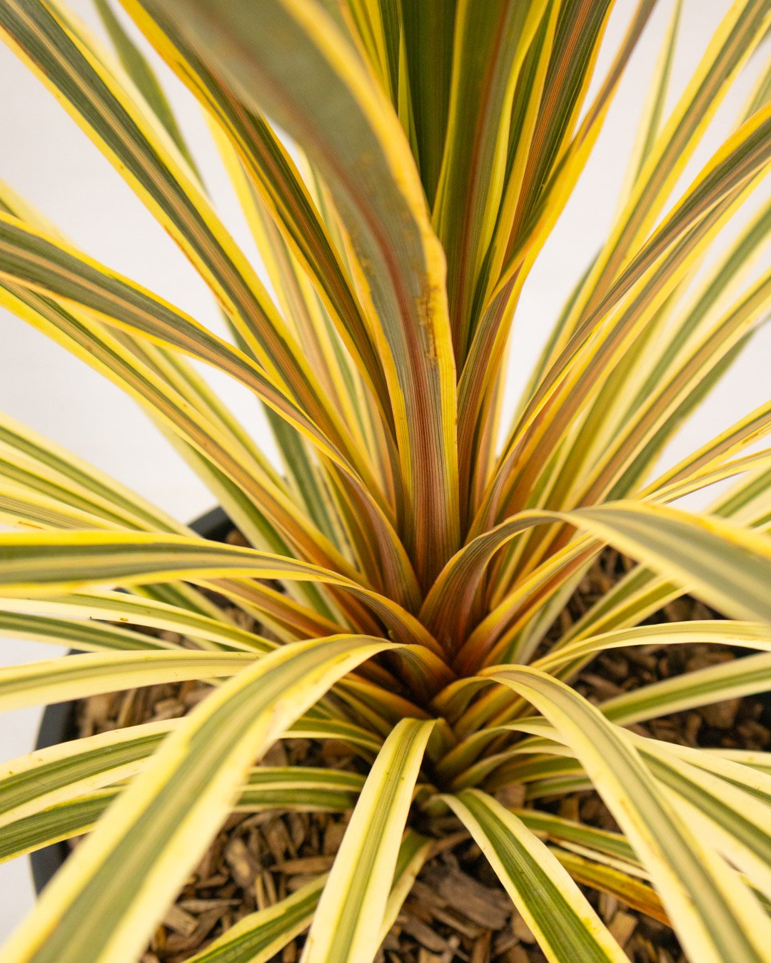IMG_6291 Cordyline 'Torbay Dazzler' - immagine 1