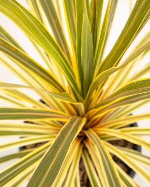 Cordyline 'Torbay Dazzler' - immagine 2