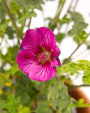 Anisodontea capensis