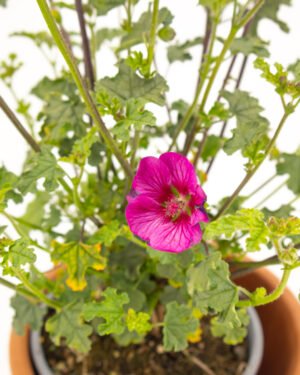 Anisodontea capensis - immagine 2