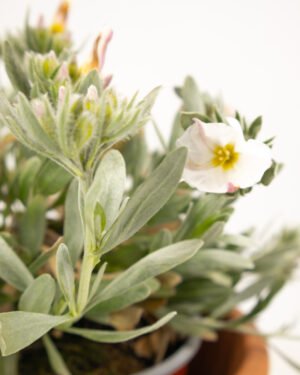 Convolvulus cneorum - immagine 2