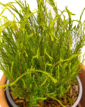 Coleonema pulchrum - immagine 2