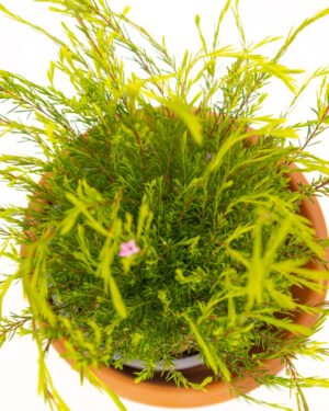 Coleonema pulchrum - immagine 3