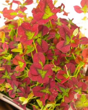 Oxalis spiralis 'Vulcanicola' - immagine 2