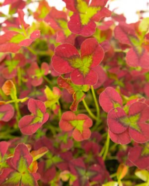 Oxalis spiralis 'Vulcanicola'