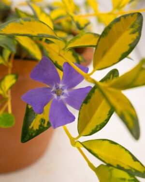 Vinca minor 'Illumination' - immagine 2