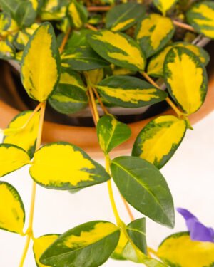 Vinca minor 'Illumination' - immagine 3