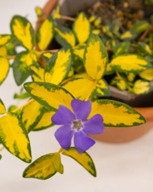 Vinca minor 'Illumination' - immagine 4