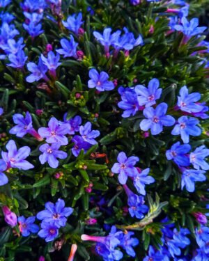 Lithodora diffusa