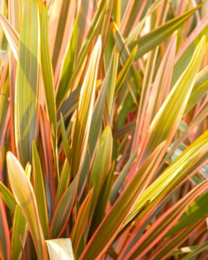 Phormium 'Pink Stripe'