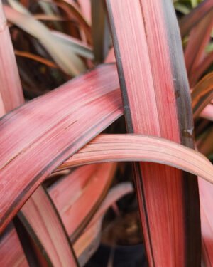 Phormium 'Rubra'