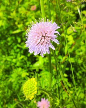 Scabiosa columbaria - immagine 2