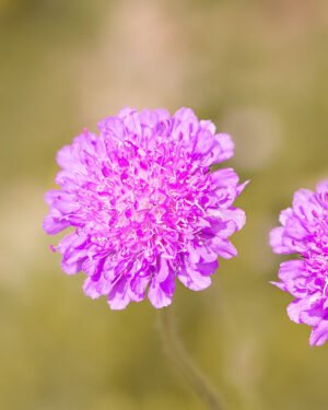Scabiosa columbaria - immagine 3