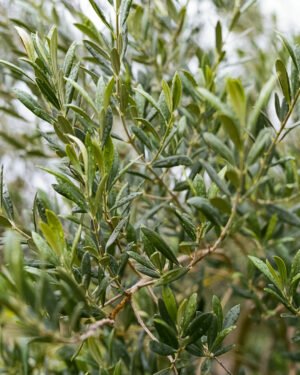 Olea europaea 'Alberello'
