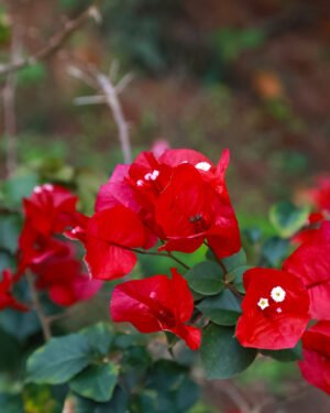 Bougainvillea 'Raspberry Ice' - immagine 2