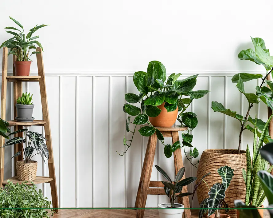 Buono Regalo VivaiBrugna