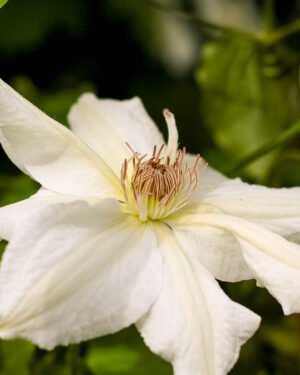Clematis - immagine 2