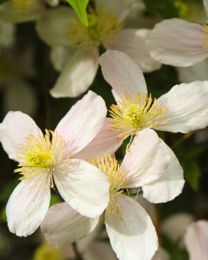 Clematis montana - immagine 2