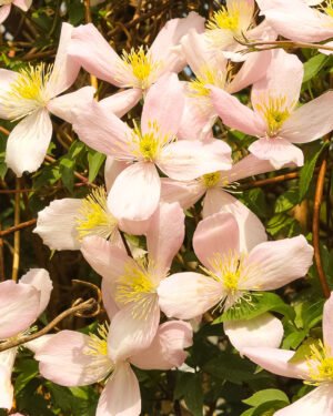 Clematis montana - immagine 3