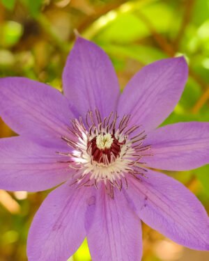 Clematis montana - immagine 4
