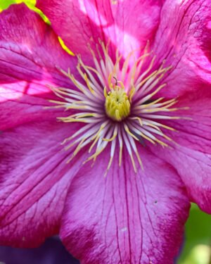 Clematis