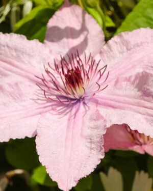 Clematis - immagine 3